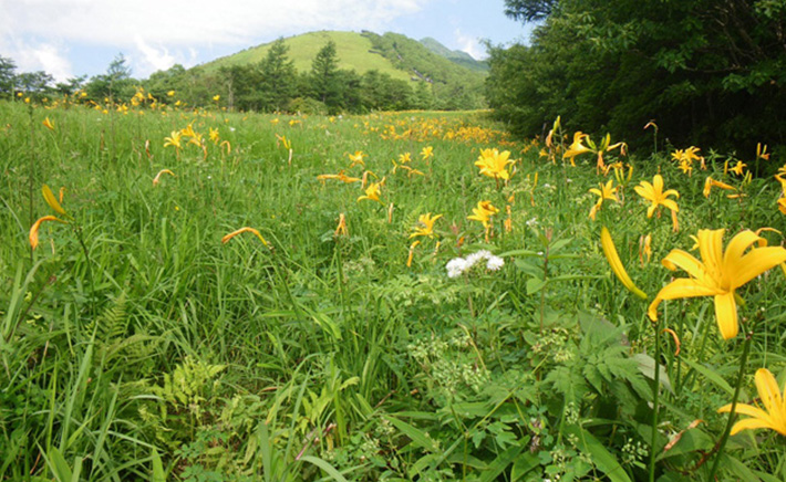 ที่ราบสูงคิริฟุริ
