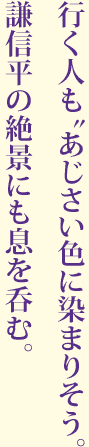 行く人も“あじさい色”に染まりそう。謙信平の絶景にも息を呑む。