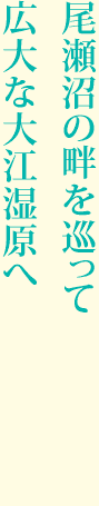 尾瀬沼の畔を巡って広大な大江湿原へ