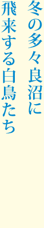 冬の多々良沼に飛来する白鳥たち