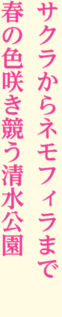 サクラからネモフィラまで 春の色咲き競う清水公園