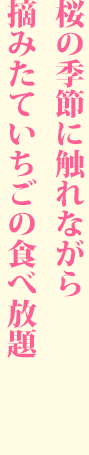 桜の季節に触れながら 摘みたていちごの食べ放題