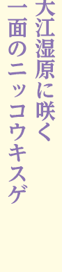 よみがえった　江戸時代の千本松原