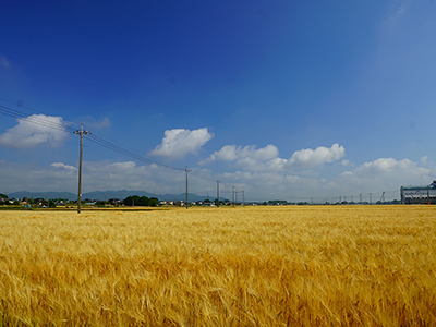 麦秋の風景