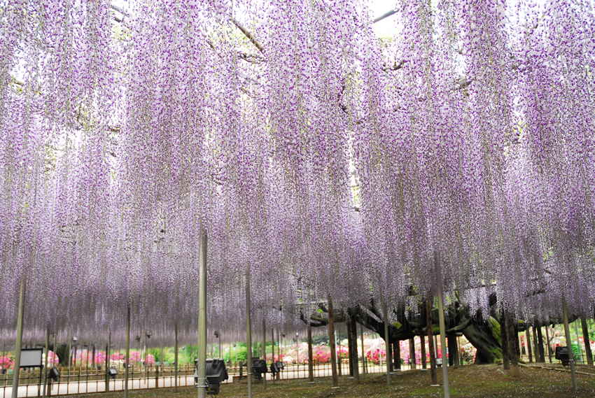 足利花卉公園