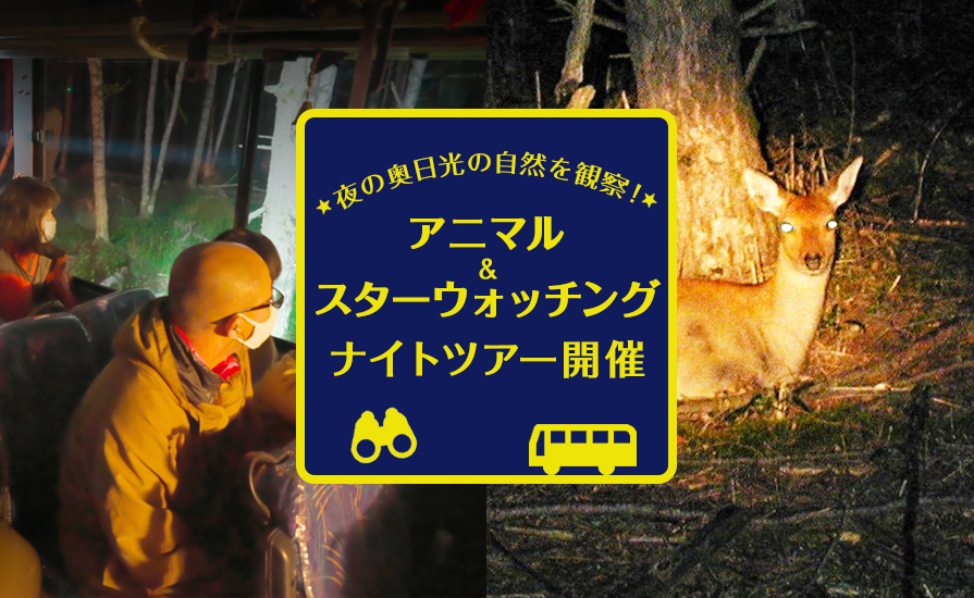 夜の奥日光の自然を観察!アニマル&スターウォッチングナイトツアー開催