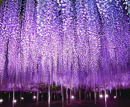 Ashikaga Flower Park