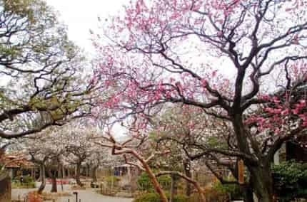 向島百花園