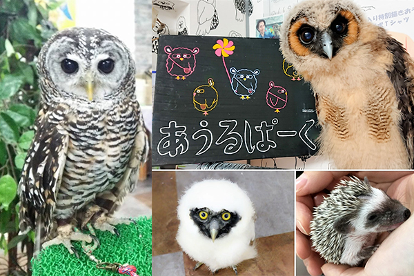 아울 파크 올빼미 카페 이케부쿠로