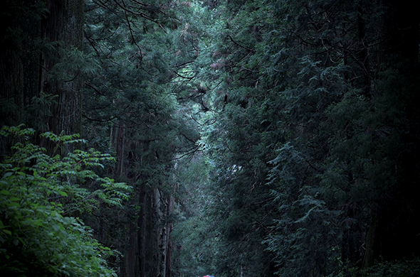 ถนนอุโมงค์ต้นสนที่นิกโก