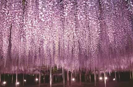 足利花卉公園
