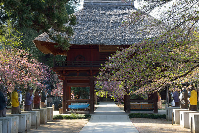 21体のたぬき像が出迎える、ぶんぶく茶釜の寺「茂林寺」