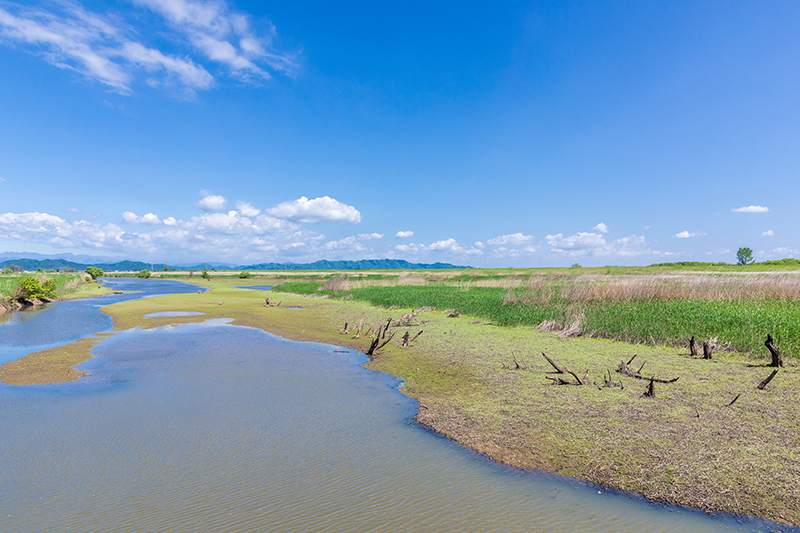 面積33km<sup>²</sup>、関東4県にまたがる国内最大の遊水地「渡良瀬遊水地」