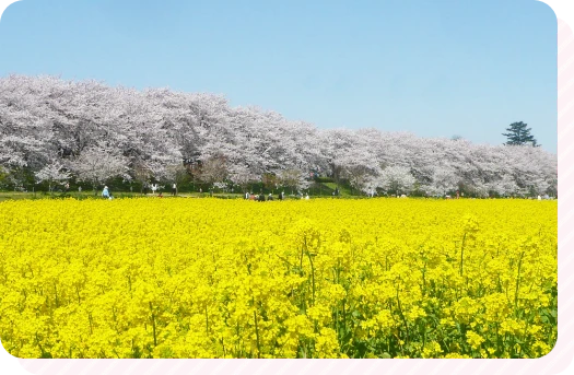 権現堂桜堤