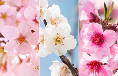 「桜」「梅」「桃」の違いとは？