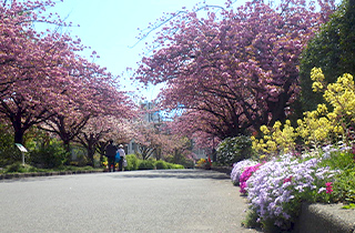 亀戸中央公園