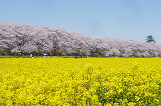 幸手 権現堂桜堤(県営権現堂公園)