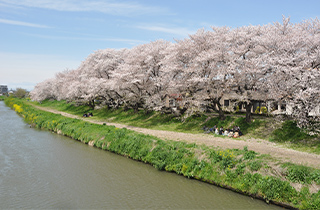 越谷 元荒川桜堤