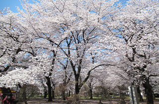 大宮公園