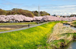 見沼田んぼの桜回廊