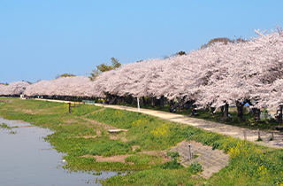 古利根川沿い