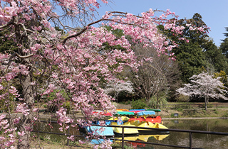 清水公園