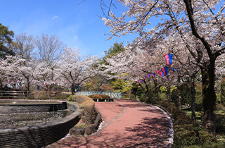 城山公園の桜