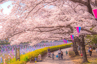 鶴生田川の桜