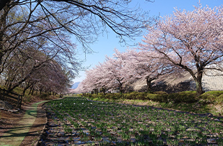 赤堀花しょうぶ園