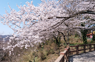 太平山 桜/つつじ