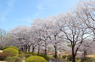 つがの里　桜/つつじ