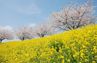 谷田川の桜づつみ