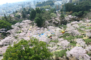 八幡山公園