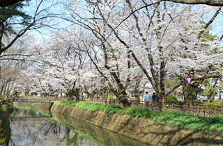 城之内公園の桜