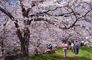 金崎の桜堤