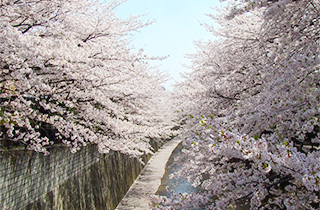 石神井川緑道