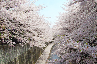 石神井川緑道