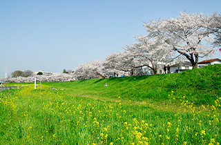 柳瀬川堤