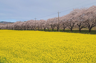 都幾川桜堤