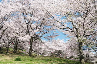 さくらの山公園