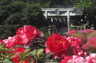 箭弓稲荷神社