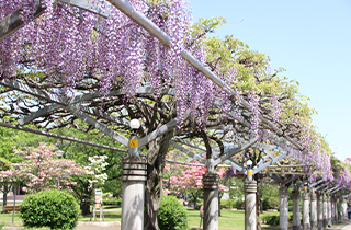 ふじ棚の回廊（文化の杜公園）