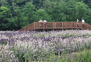 千年の苑ラベンダー園2