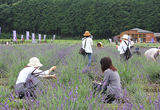 千年の苑ラベンダー園3