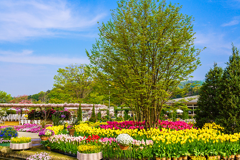 関東随一の花の楽園 あしかがフラワーパークで巨大なフジとイルミネーションを楽しむ