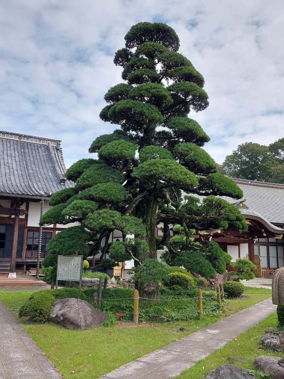 林泉寺「駒止のマキ」