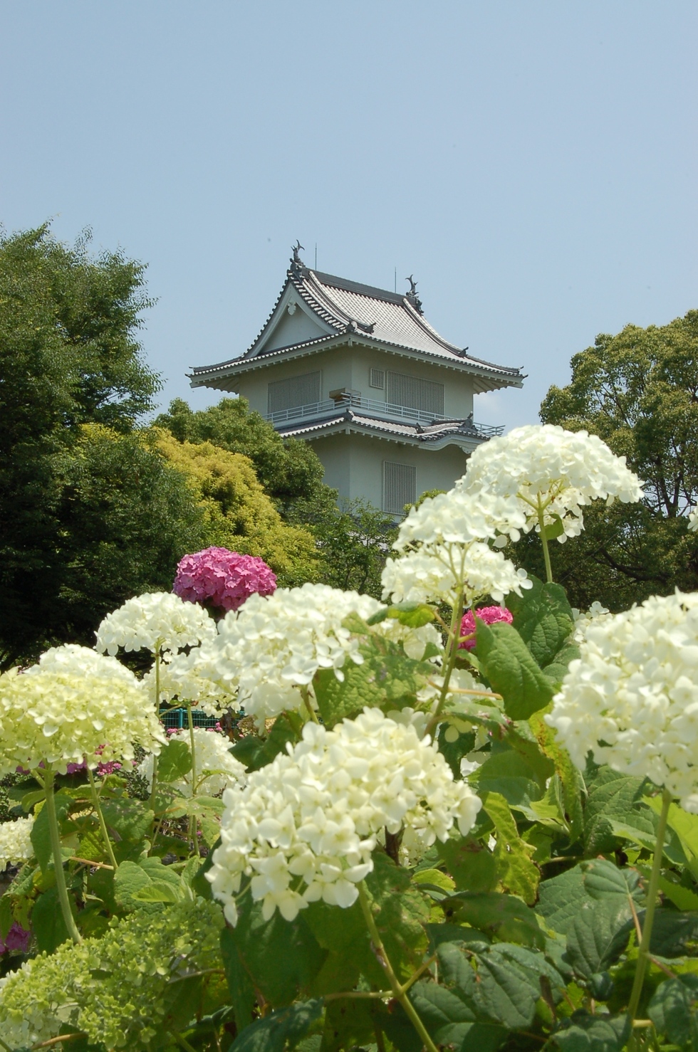 城とあじさい