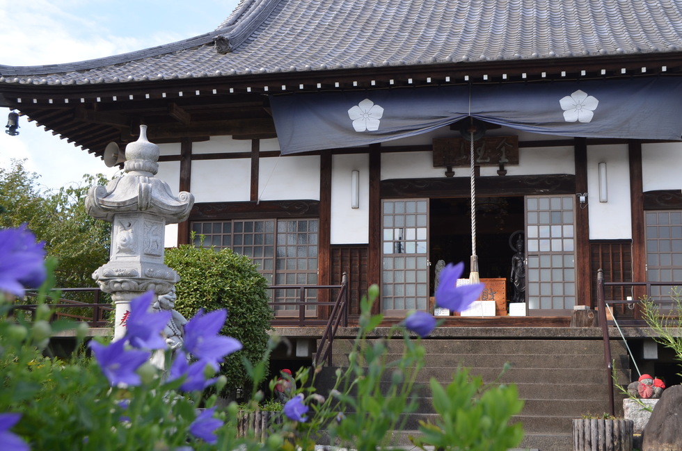 多宝寺 桔梗