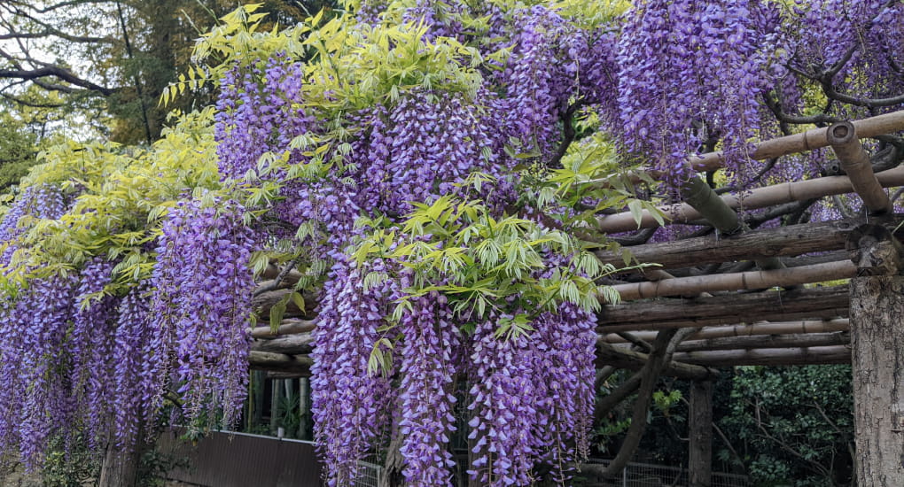 藤花園のふじ