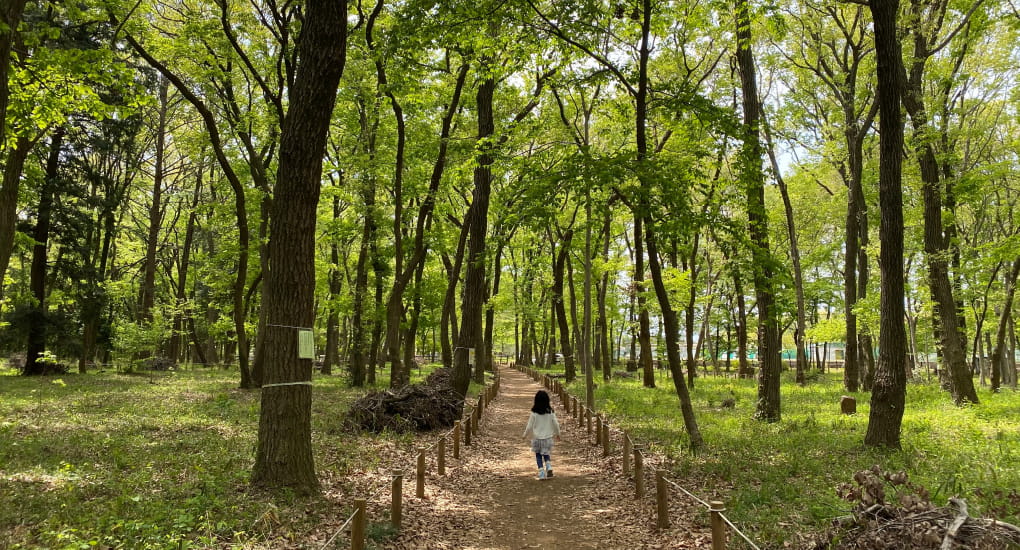 平林寺の雑木林